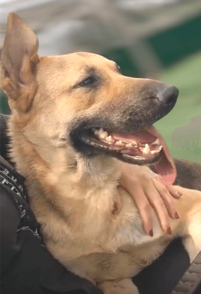 Raven - German Shepherd Dog available for adoption at Loved at Last Dog Rescue in British Columbia