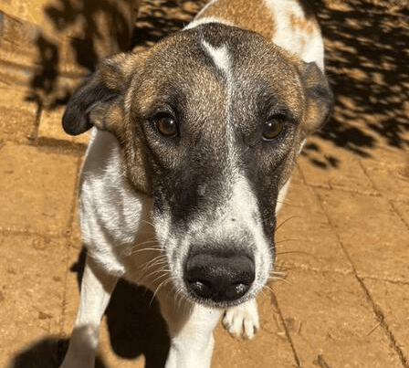 Ranya - Border Collie available for adoption at Loved at Last Dog Rescue in British Columbia
