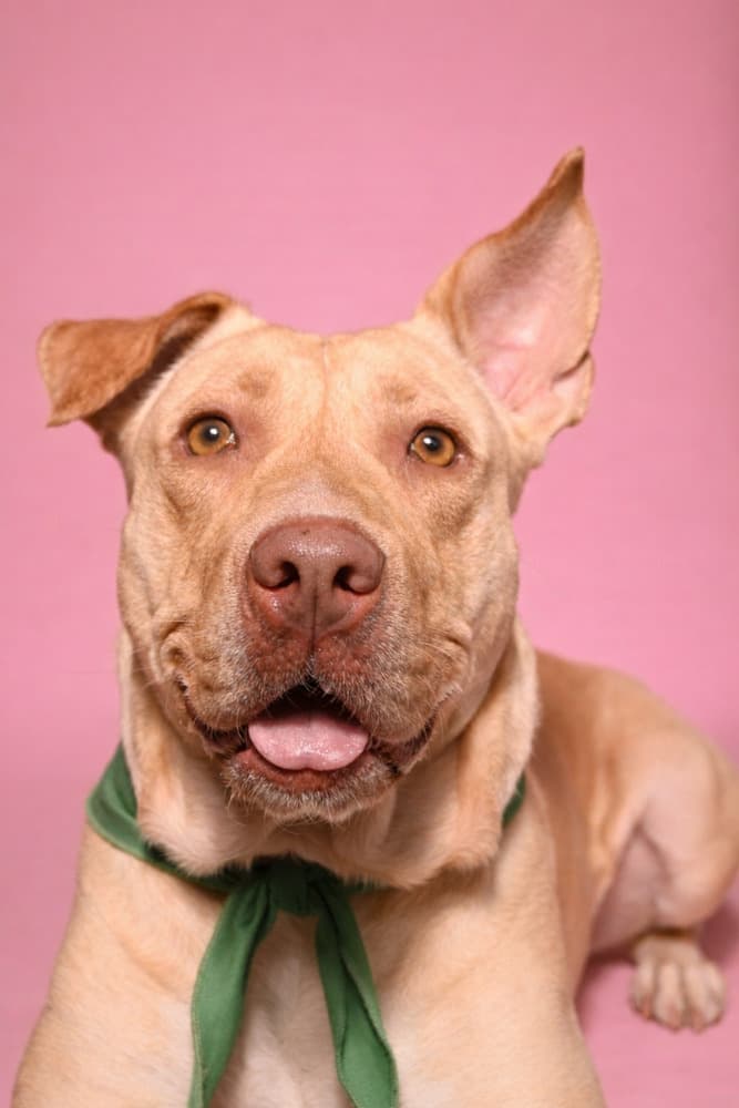 Cleopatra - Labrador Retriever / Pit Bull Terrier available for adoption at Loved at Last Dog Rescue in British Columbia