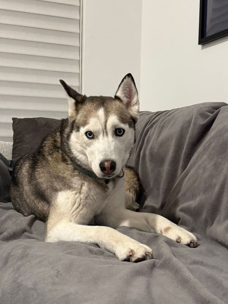 Suki - Husky available for adoption at Loved at Last Dog Rescue in British Columbia