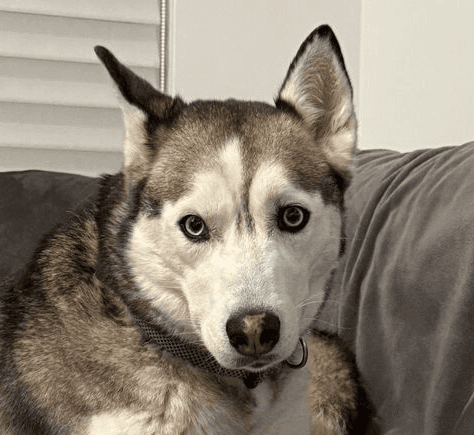 Suki - Husky available for adoption