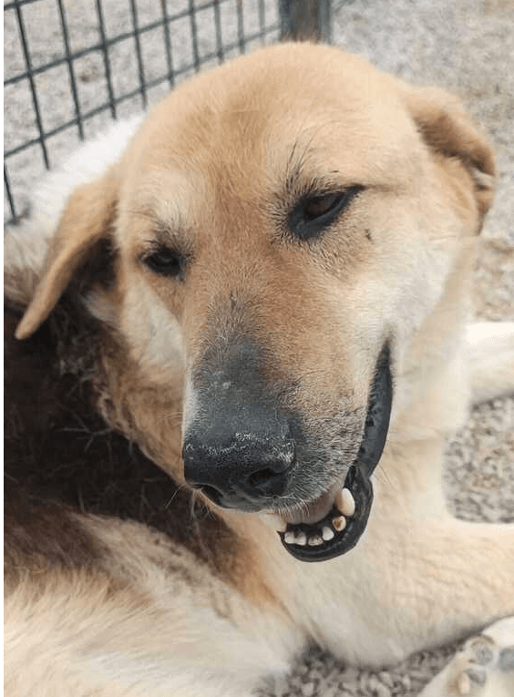 Orlo - Beagle / Shepherds (All Types) available for adoption at Loved at Last Dog Rescue in British Columbia