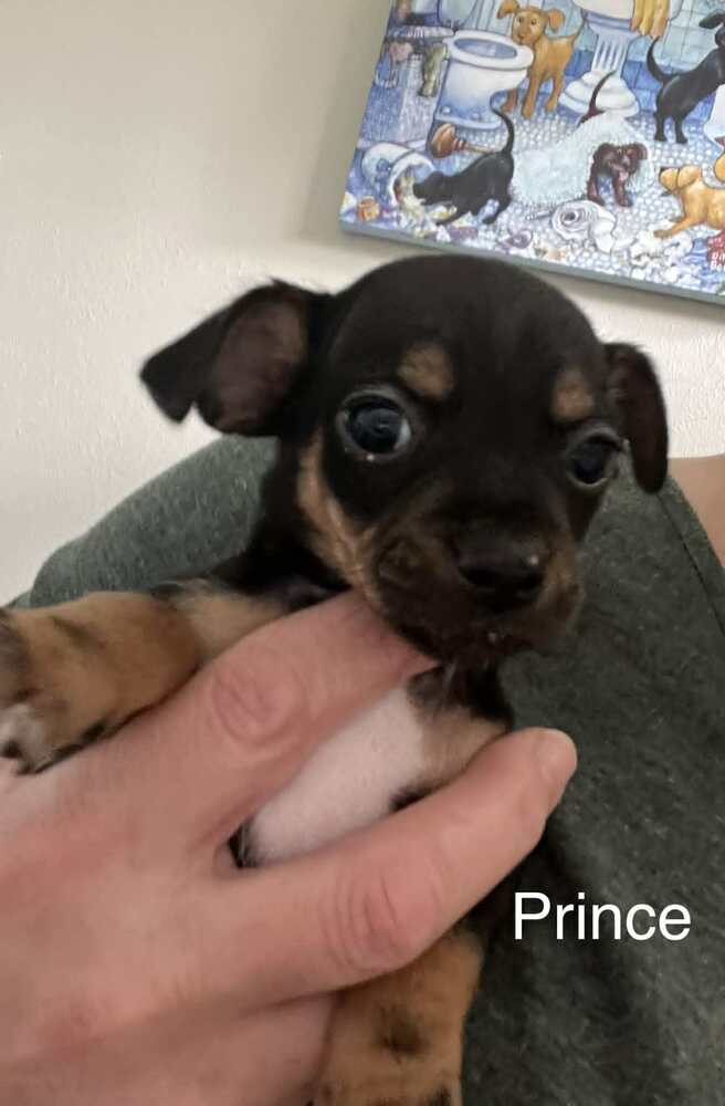 Prince - Mixed Breed available for adoption in Calgary