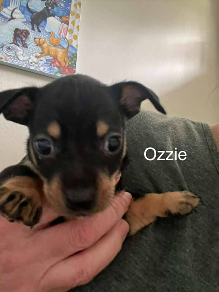 Ozzie - Mixed Breed available for adoption