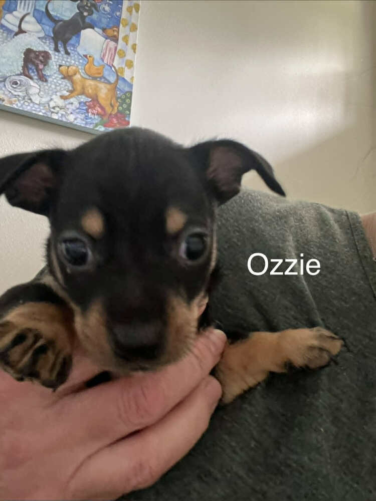 Ozzie - Mixed Breed available for adoption in Calgary