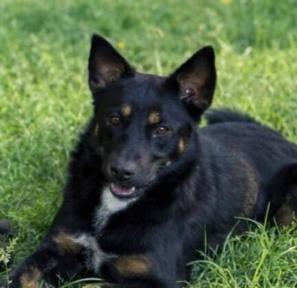 Radar - Australian Kelpie / Shepherds (All Types) available for adoption
