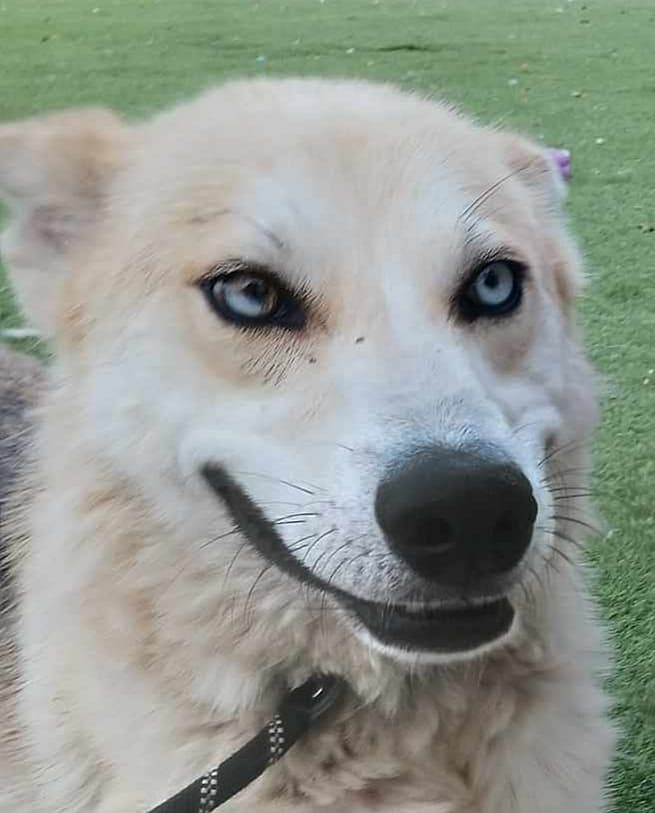 Cobbler - Husky available for adoption at Loved at Last Dog Rescue in British Columbia
