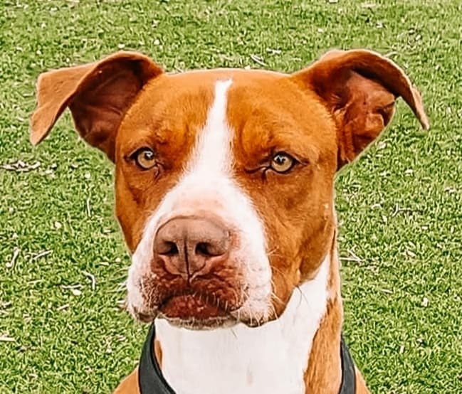 Dinero - Boxer / Pit Bull Terrier available for adoption at Loved at Last Dog Rescue in British Columbia