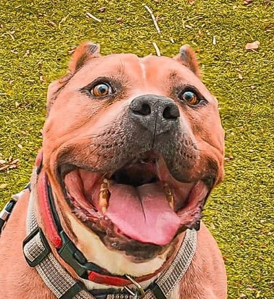 Bubba - American Staffordshire Terrier available for adoption in British Columbia