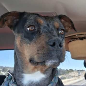 Koco - Catahoula Leopard Dog / Staffordshire Bull Terrier available for adoption at Loved at Last Dog Rescue in British Columbia