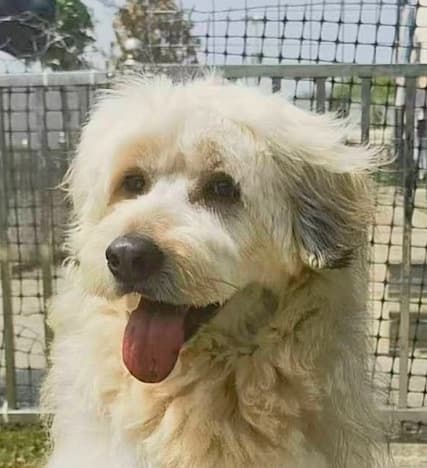 Tucker - Poodles (All Types) available for adoption at Loved at Last Dog Rescue in British Columbia