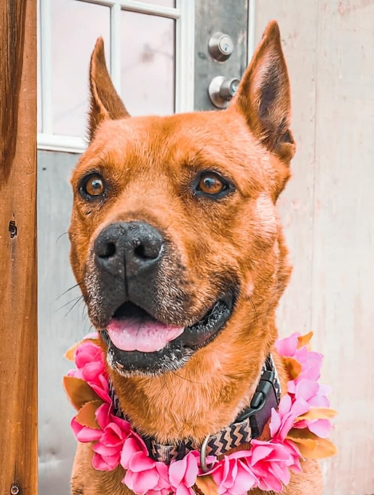 Chani - Boxer available for adoption at Loved at Last Dog Rescue in British Columbia