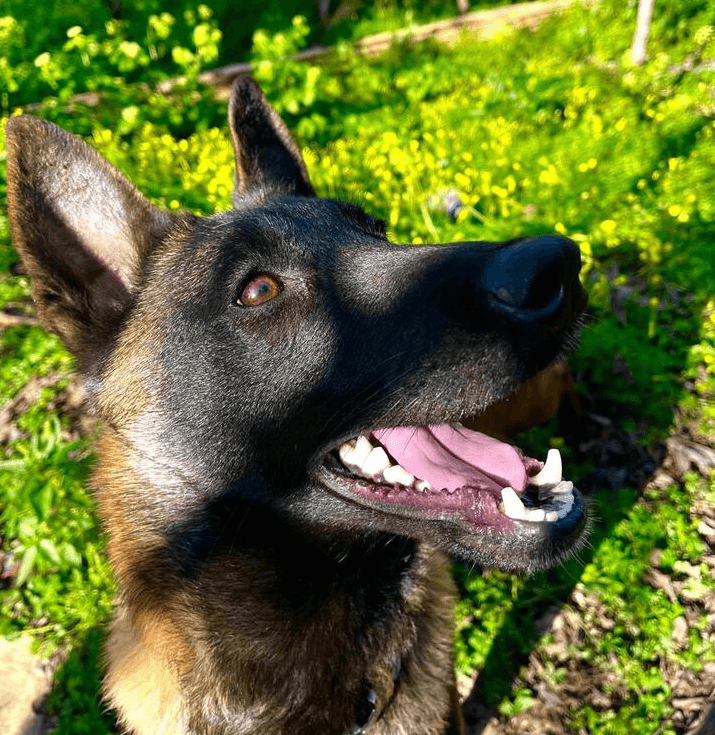 Kalou - Belgian Malinois available for adoption at Loved at Last Dog Rescue in British Columbia