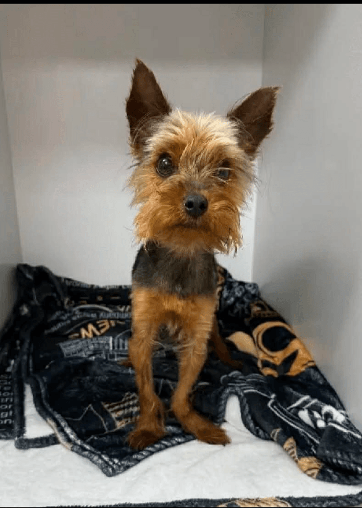 Mustafa - Yorkie, Yorkshire Terrie available for adoption in British Columbia