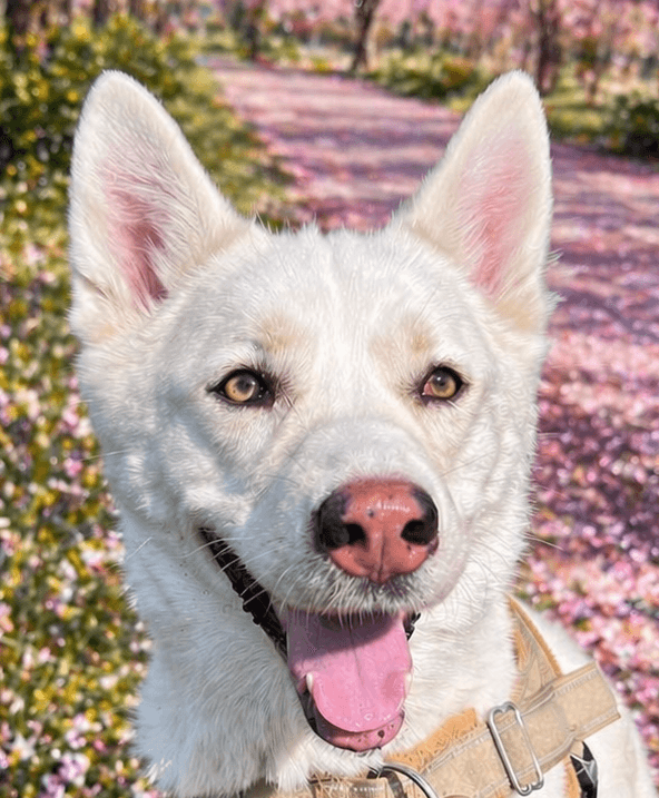 May - Jindo / Husky available for adoption at Loved at Last Dog Rescue in British Columbia