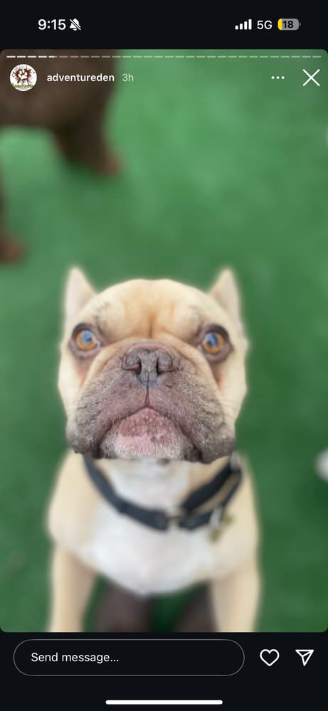 Drako - French Bulldog available for adoption at Loved at Last Dog Rescue in British Columbia