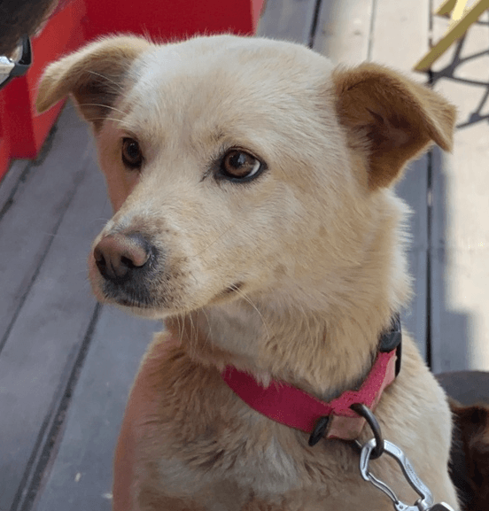 Rabbit - Jindo / Spitz (Unknown Type, Small) available for adoption at Loved at Last Dog Rescue in British Columbia
