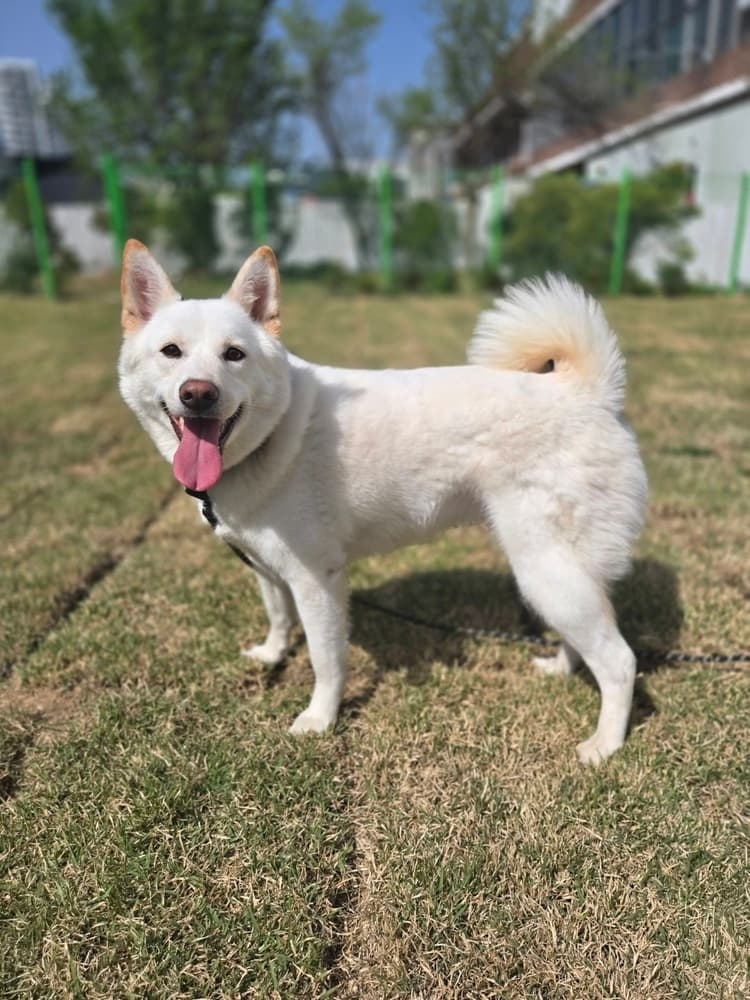 Sunny - Jindo available for adoption at Loved at Last Dog Rescue in British Columbia