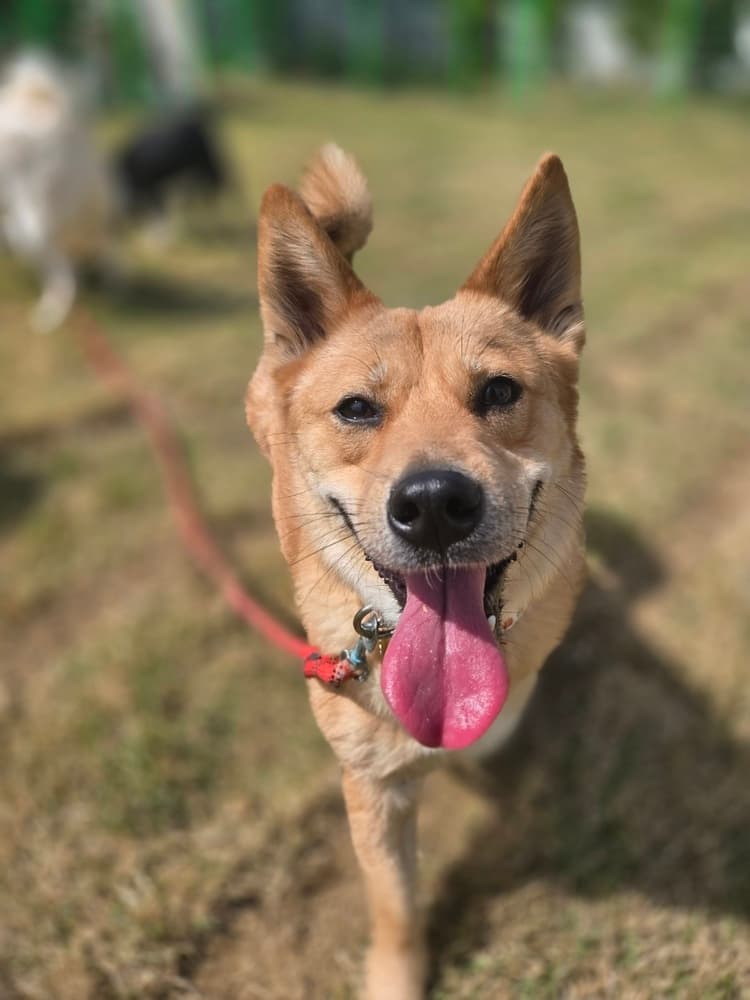 Milo - Jindo / Corgi available for adoption at Loved at Last Dog Rescue in British Columbia