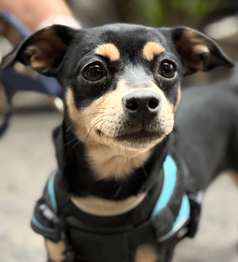 Benita - Chihuahua / Miniature Pinscher available for adoption at West Coast Paws Dog Rescue in Vancouver