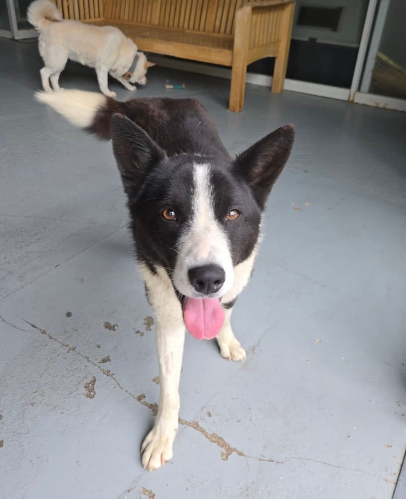 Cola - Jindo / Border Collie available for adoption in British Columbia