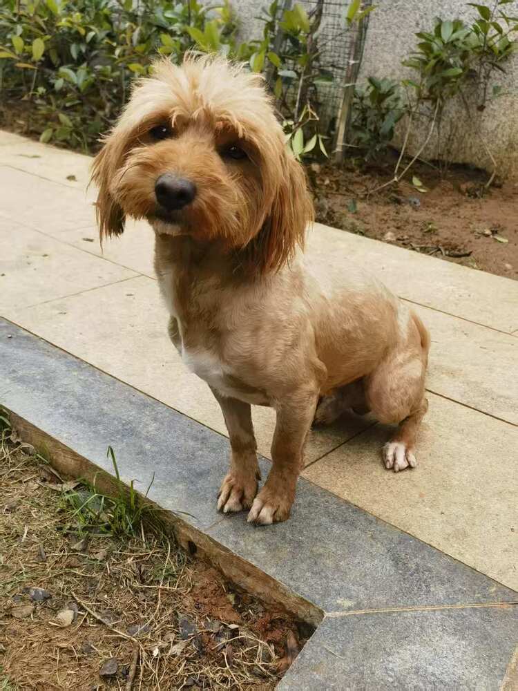 DiDi - Poodle (Miniature) available for adoption at Loved at Last Dog Rescue in British Columbia