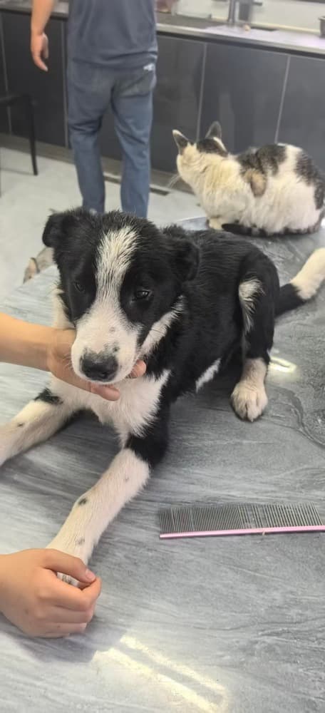 Clover - Border Collie available for adoption at Loved at Last Dog Rescue in British Columbia