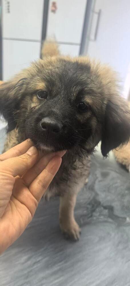 Twinkles - Mixed Breed available for adoption at Loved at Last Dog Rescue in British Columbia