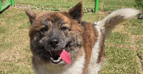 Ted - Jindo / Akita available for adoption in Calgary