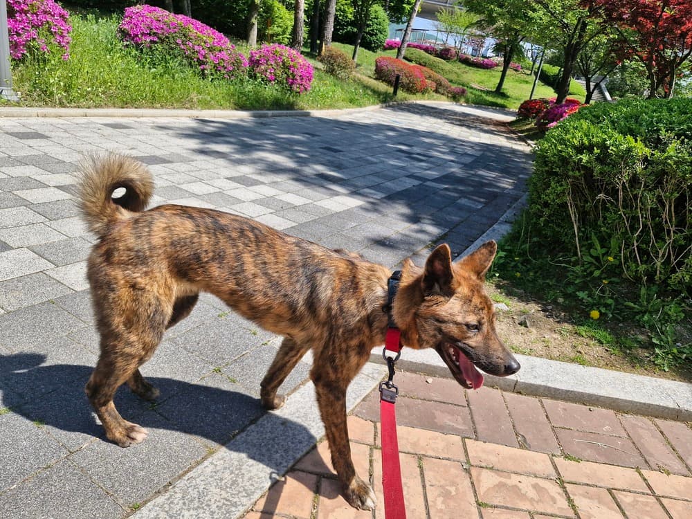 Wallace - Jindo available for adoption at Loved at Last Dog Rescue in British Columbia