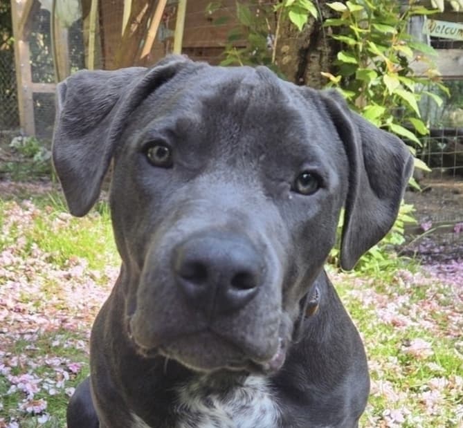 Nalia - American Pit Bull Terrier available for adoption at Loved at Last Dog Rescue in British Columbia