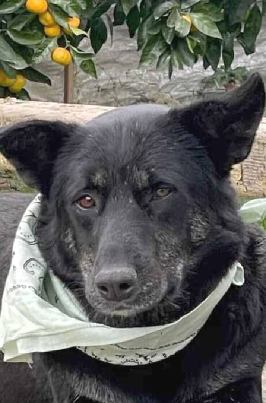 Toodles - Golden Retriever / Labrador Retriever available for adoption