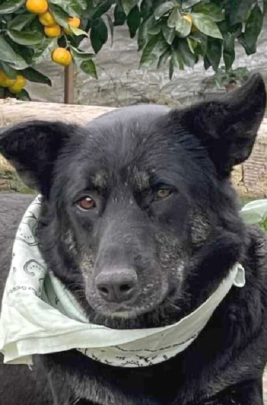 Toodles - Golden Retriever / Labrador Retriever available for adoption at Loved at Last Dog Rescue in British Columbia