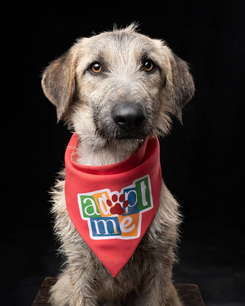 AL - LOCAL (Langley BC) - Border Terrier / Irish Wolfhound available for adoption in British Columbia