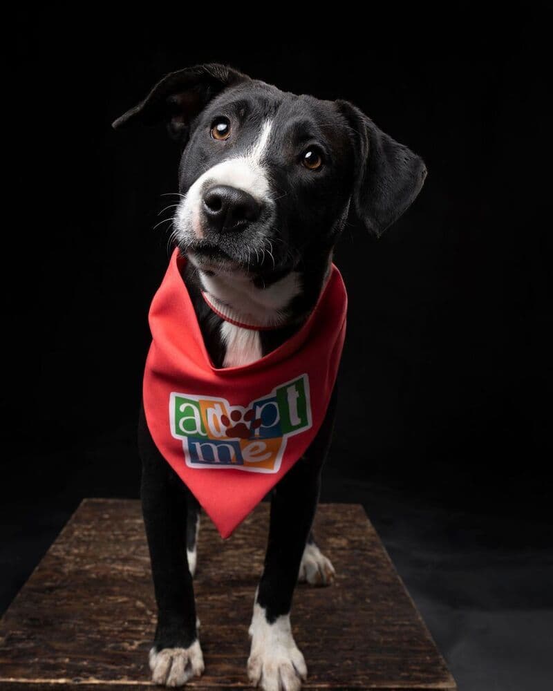 Snooki - Terrier (Unknown Type, Medium) / Labrador Retriever available for adoption
