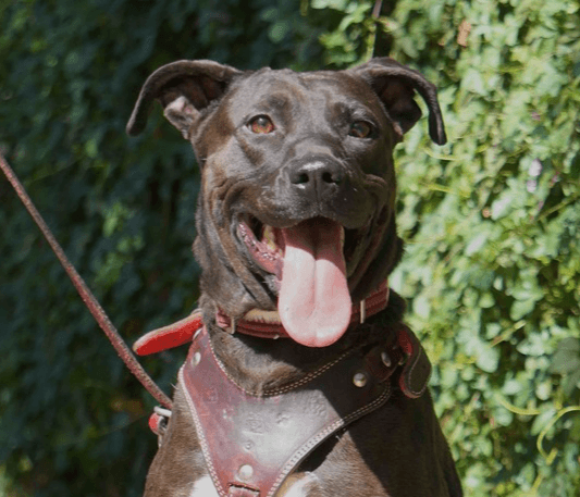 Scout - Labrador Retriever available for adoption