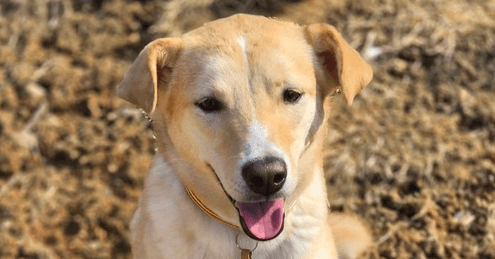 Madeleine - Jindo available for adoption at Loved at Last Dog Rescue in British Columbia