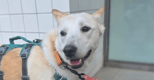 Muffin - Jindo available for adoption at Loved at Last Dog Rescue in British Columbia