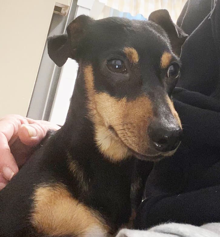Stanley - Dachshund available for adoption at Loved at Last Dog Rescue in British Columbia