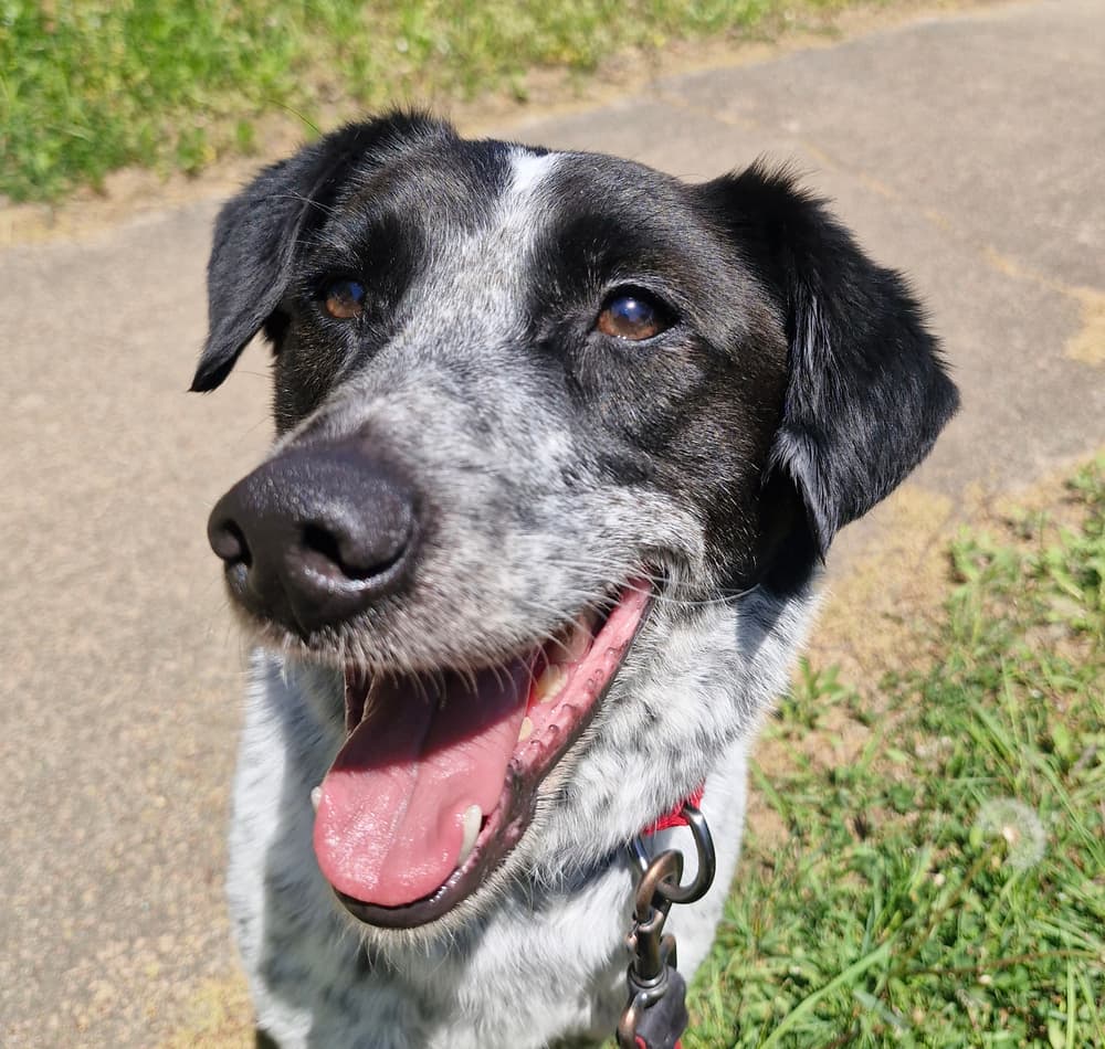 Dobby - Border Collie / Pointer available for adoption in British Columbia
