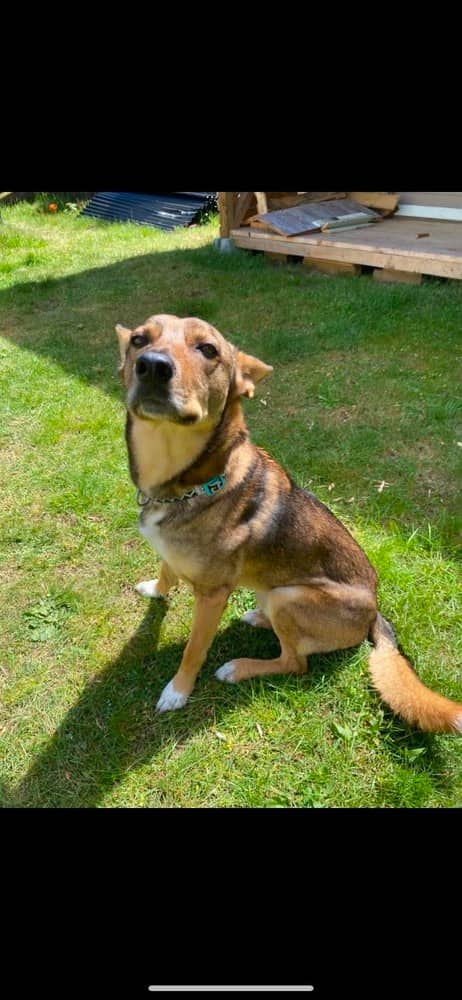 Haven - German Shepherd Dog available for adoption in Calgary