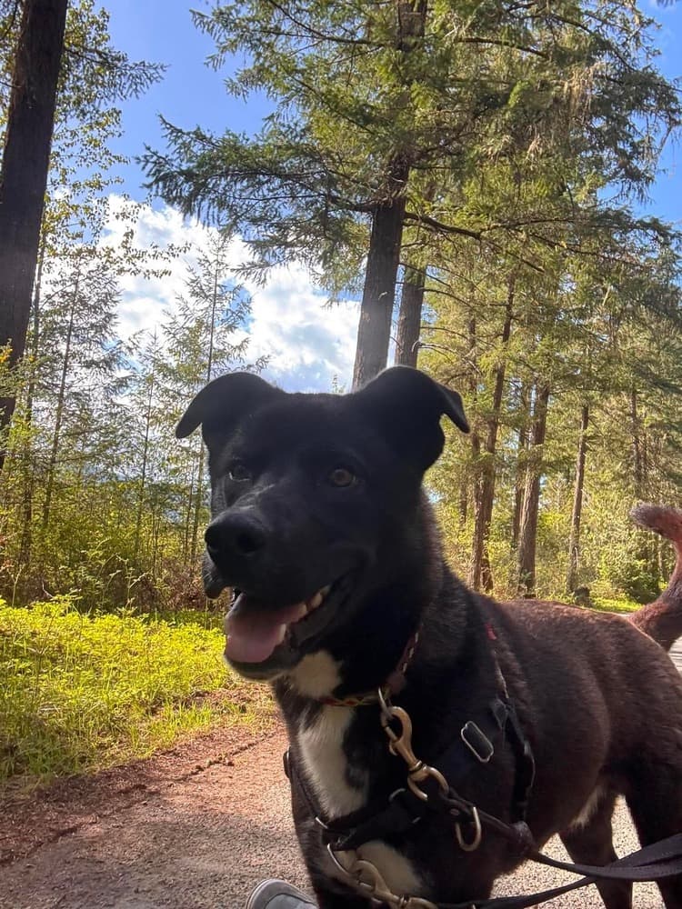 Rocky - Mixed Breed available for adoption in Calgary