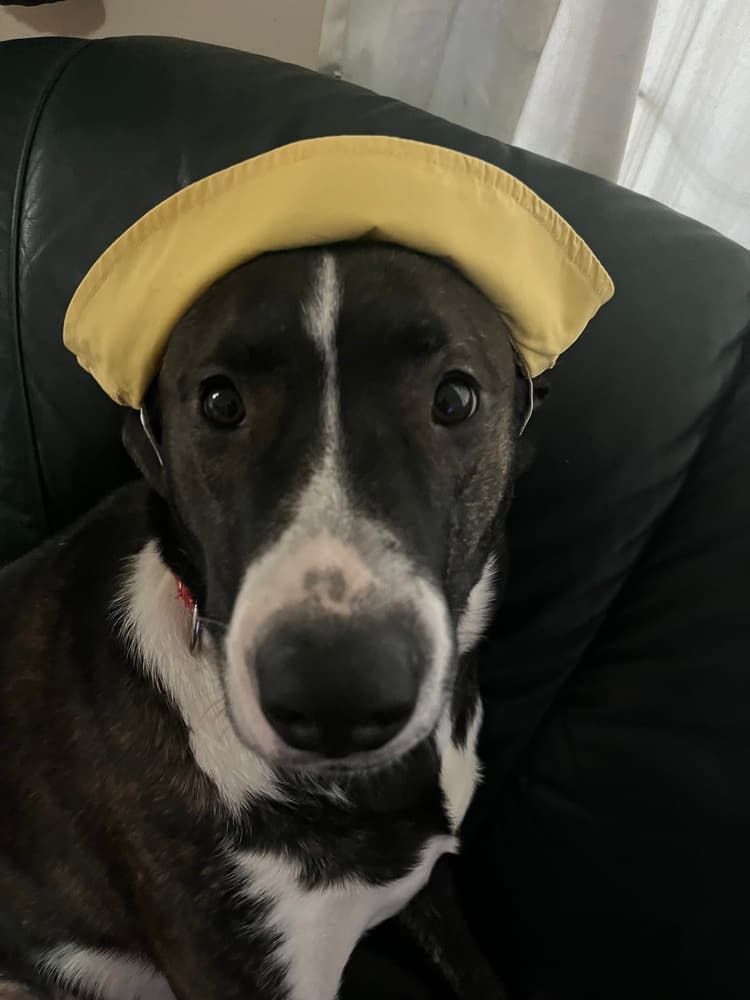 Layla - Labrador Retriever / Border Collie available for adoption at Loved at Last Dog Rescue in British Columbia