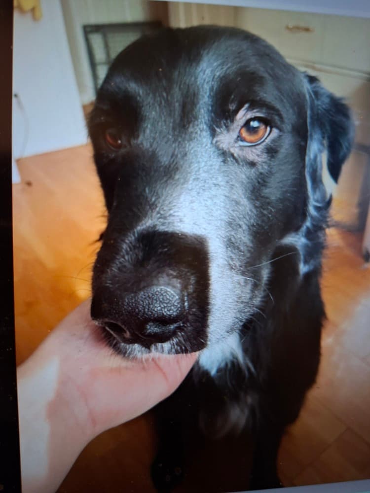 Shadow - Great Pyrenees / Border Collie available for adoption at Loved at Last Dog Rescue in British Columbia