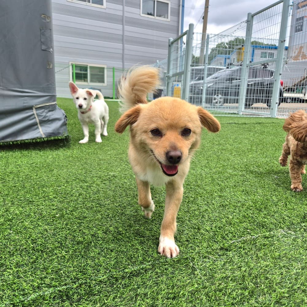 Button - Jindo / Spitz (Unknown Type, Small) available for adoption in British Columbia