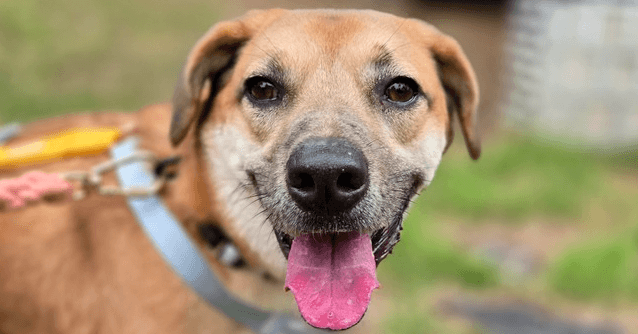 Goji - Beagle / Jindo available for adoption