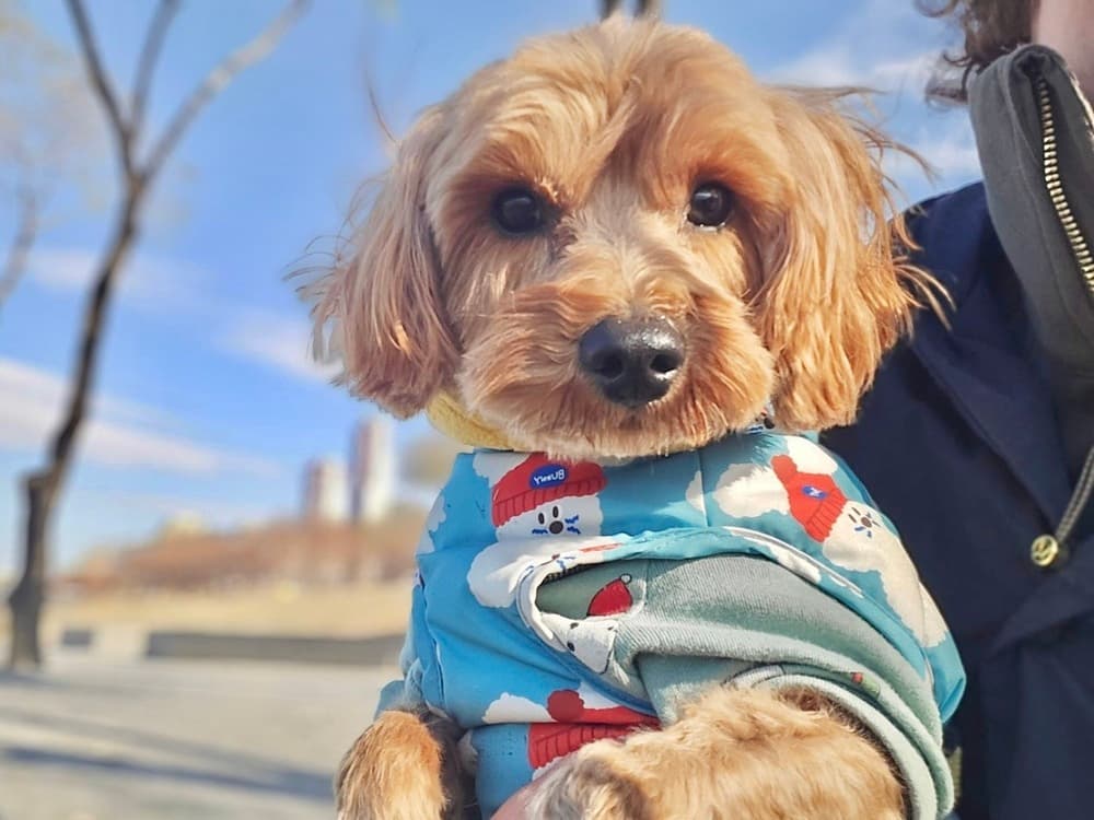 LAD - no longer accepting applications - Poodle (Miniature) / Maltese available for adoption at West Coast Paws Dog Rescue in Vancouver