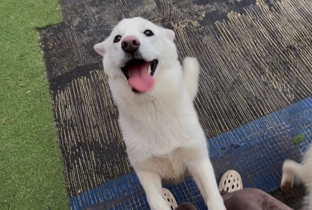 Snow - Jindo available for adoption