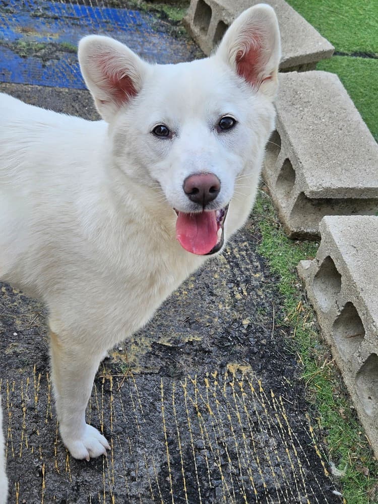 Snow - Jindo available for adoption