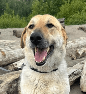 Orlo - Beagle / Shepherds (All Types) available for adoption
